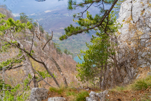 tree in the mountains