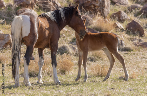 Wild Horse Stallion Checks Out a Young Foal in Utah