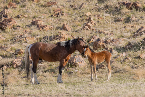 Wild Horse Stallion Checks Out a Young Foal in Utah © natureguy