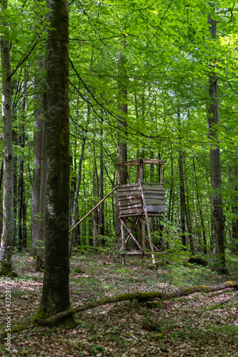 Wallpaper Mural wood stand in green spring forest Torontodigital.ca
