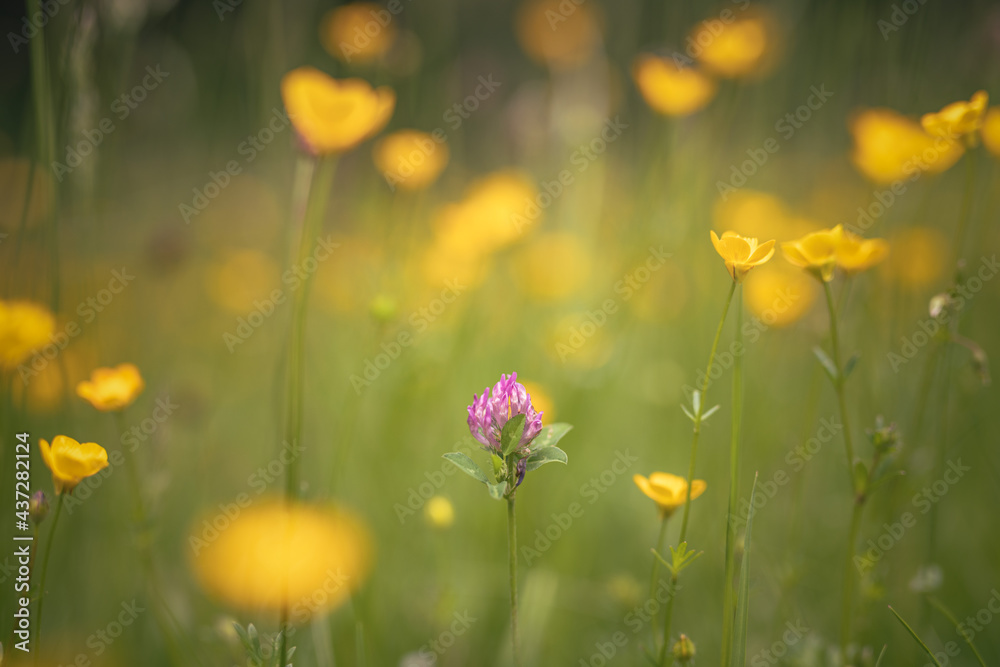 field of wildflowers soft focus
