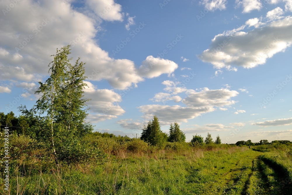 Summer walk in the forest .