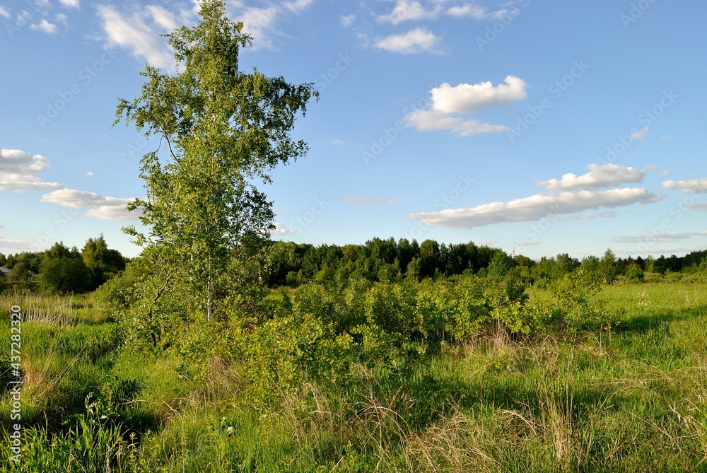 Summer walk in the forest .