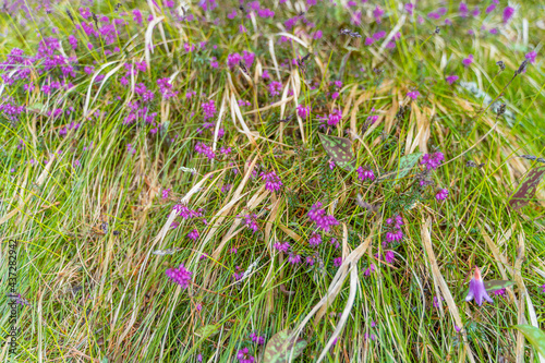 field of flowers