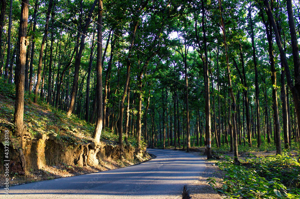 A turning road in the mountains near Premnagar surrounded with trees located in the city Dehradun in the Uttrakhand state of India. The state is right at the foothill of himalayas.