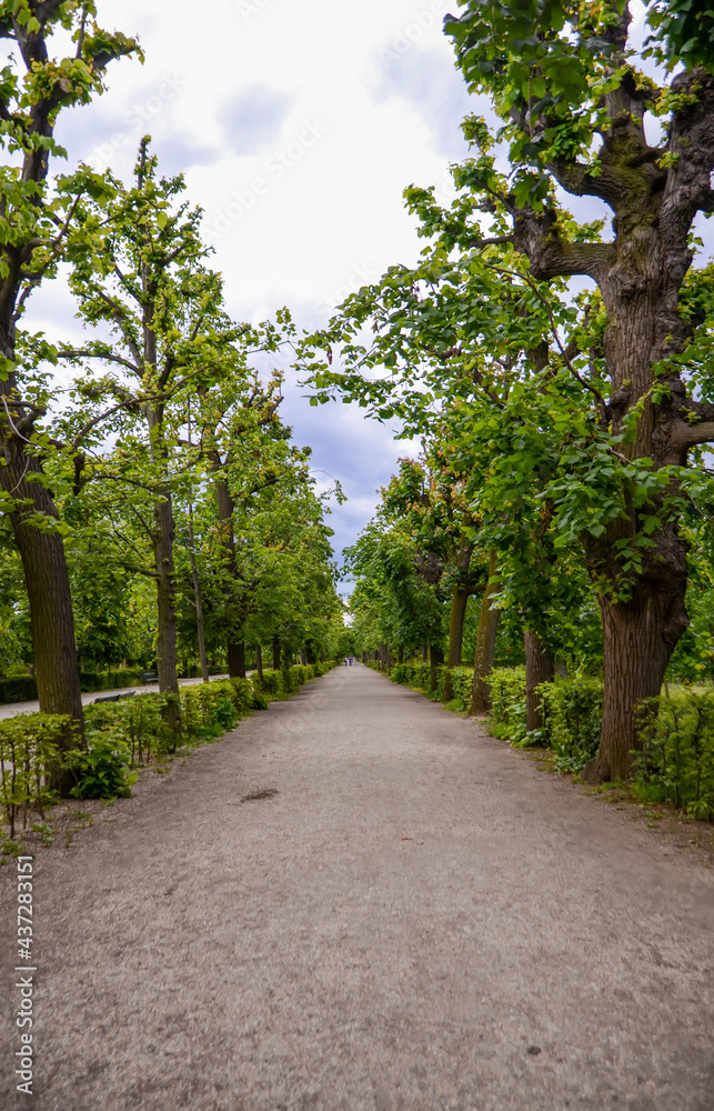 Treeline avenue with a pathway in the middle. A row of trees in a park. Tranquility and serene scene. Schonbrunn palace gardens in Vienna