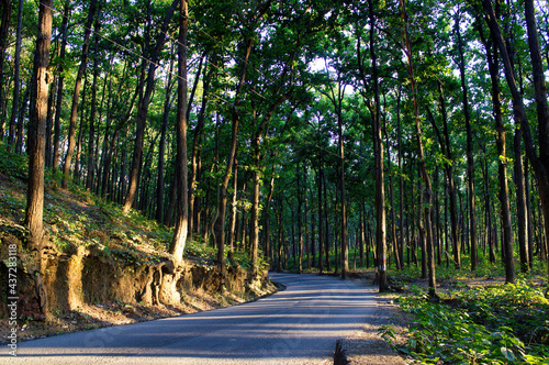 Obraz na płótnie A turning road in the mountains near Premnagar surrounded with trees located in the city Dehradun in the Uttrakhand state of India. The state is right at the foothill of himalayas. w salonie