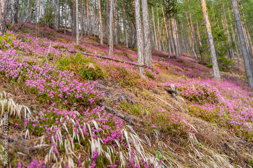 spring in the forest