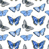 Watercolor seamless pattern with bright blue tropical butterflies on white background.