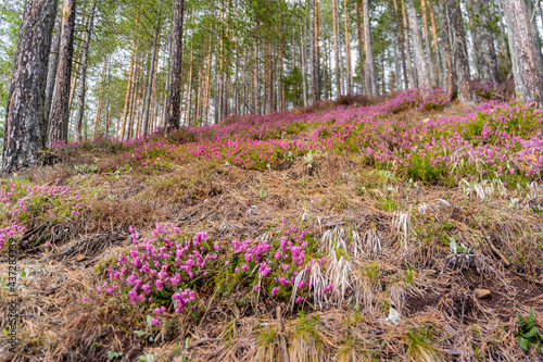 spring in the woods