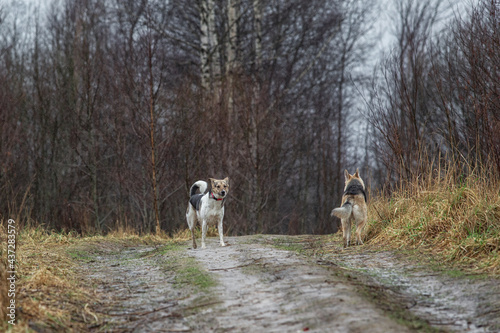 Mixed breed dogs at walk on dirty country road