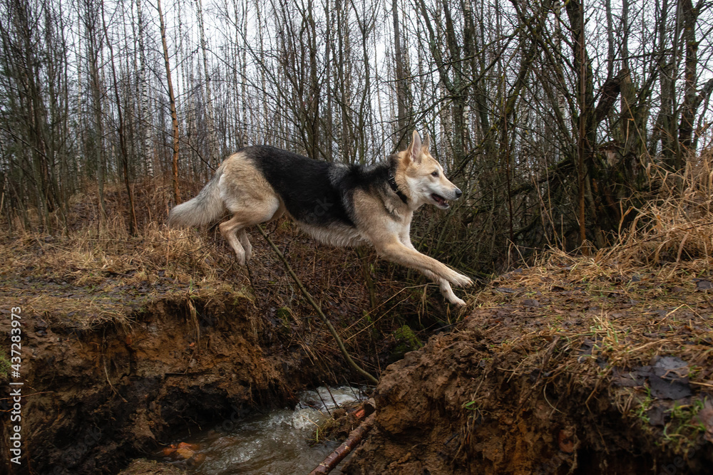 Husky dog jumping over the river cliff. Spring landscape