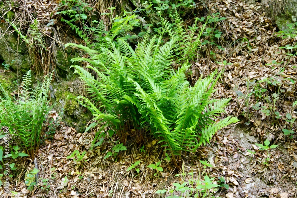 Fototapeta premium Farn