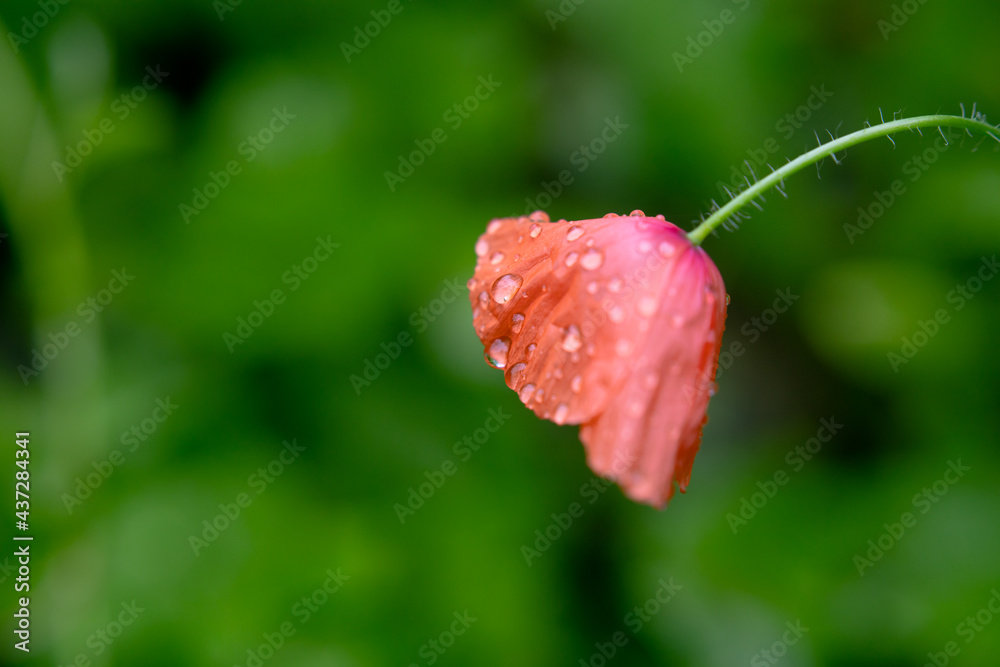 Poppy flower with water droplets side view Poppy flower with water droplets side view
