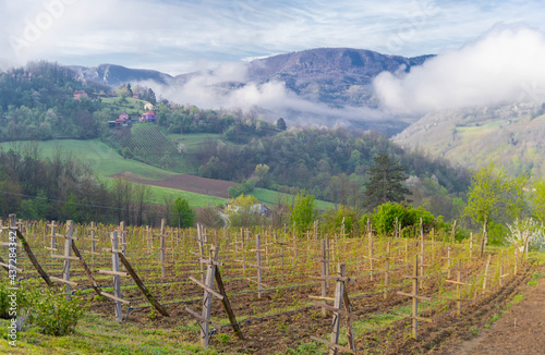 vineyard in the morning