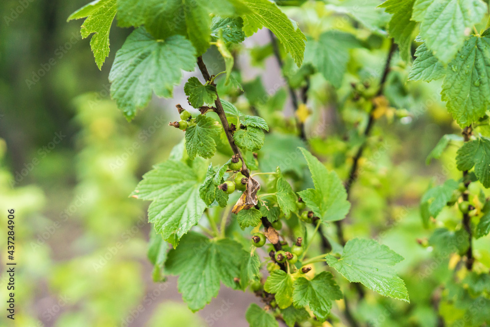 branch of a tree with green berries. Green currant after the rain in spring. Agriculture and farming concept. Selective focus. Beautiful bokeh branch of a tree with green berries. Green currant after the rain in spring. Agriculture and farming concept. Selective focus. Beautiful bokeh