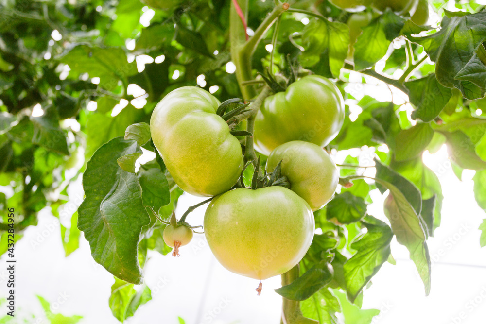 Green tomatoes in the greenhouse