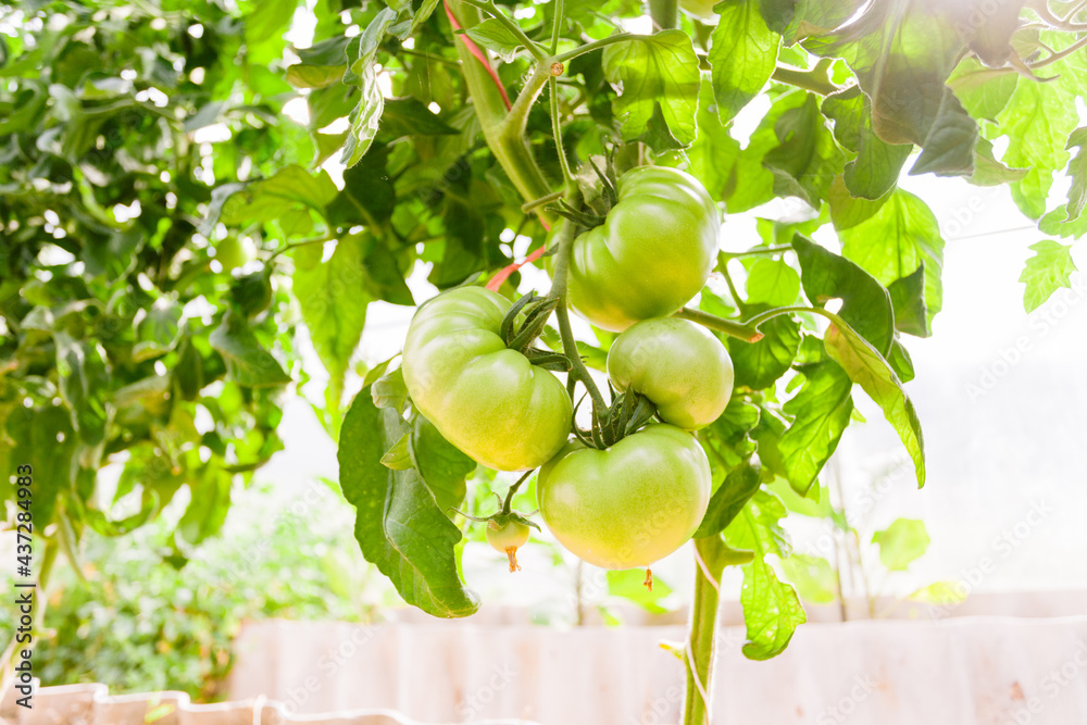 Green tomatoes in the greenhouse