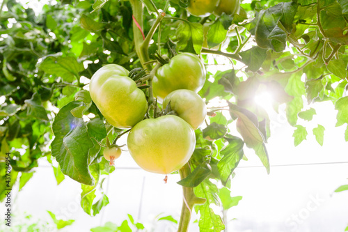 Obraz na płótnie Green tomatoes in the greenhouse w salonie