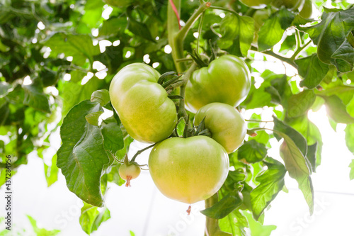 Obraz na płótnie Green tomatoes in the greenhouse w salonie