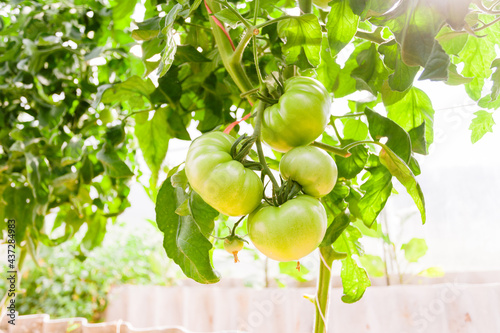 Obraz na płótnie Green tomatoes in the greenhouse w salonie