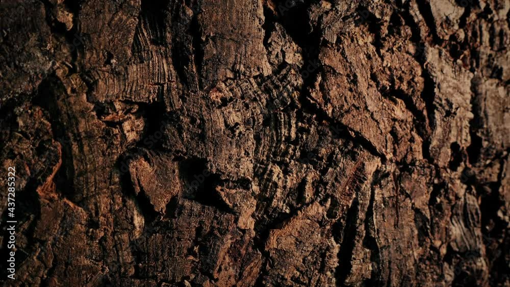 Wood Bark Surface Moving Shot Wood Bark Surface Moving Shot