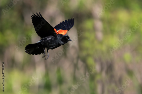  red-winged blackbird (Agelaius phoeniceus) in flight