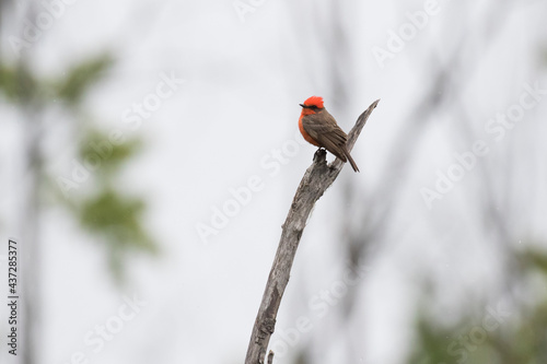 Vermilion flycatcher (Pyrocephalus obscurus) male photo