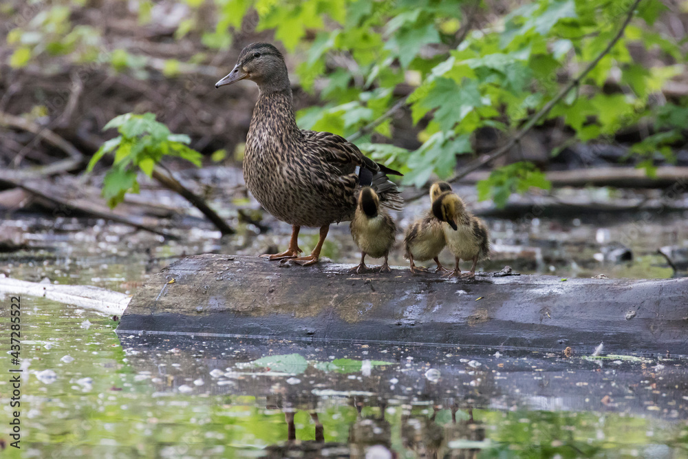 Fototapeta premium Mallard hen with babies in spring