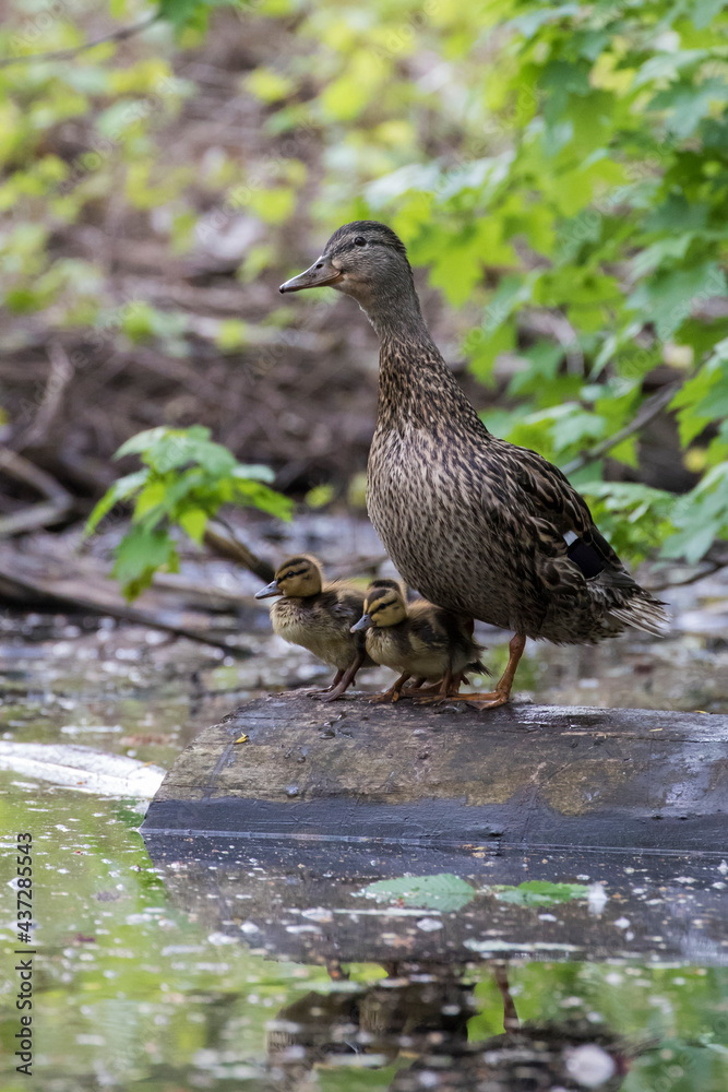 Fototapeta premium Mallard hen with babies in spring