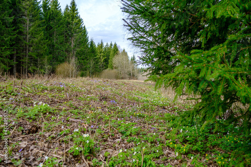 chaotic spring forest lush with messy tree trunks and some foliage.