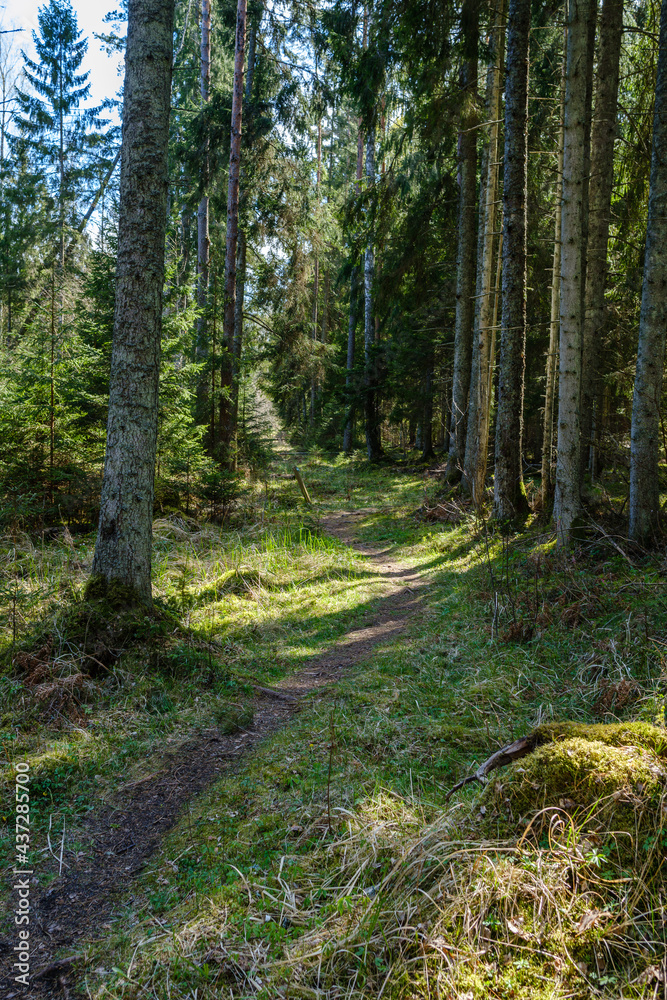 chaotic spring forest lush with messy tree trunks and some foliage.