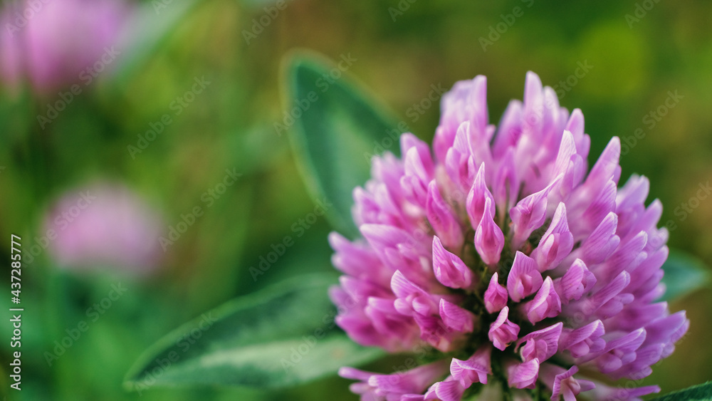 Flower Closeup Macro Flower Closeup Macro