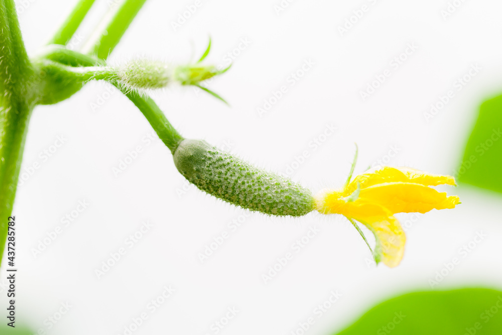 Cucumber in greenhouse