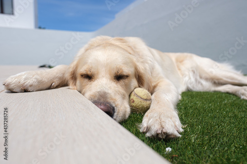 Golden retriever dog lying on the grass playing with his tennis ball