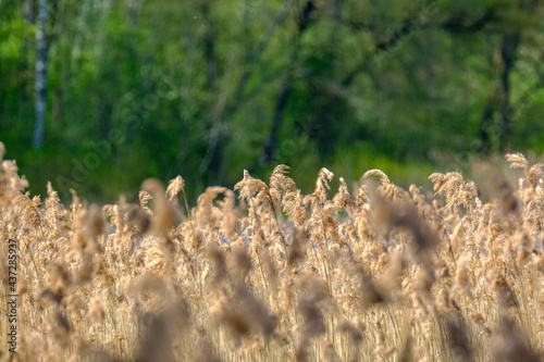 abstract dry grass texture in nature spring