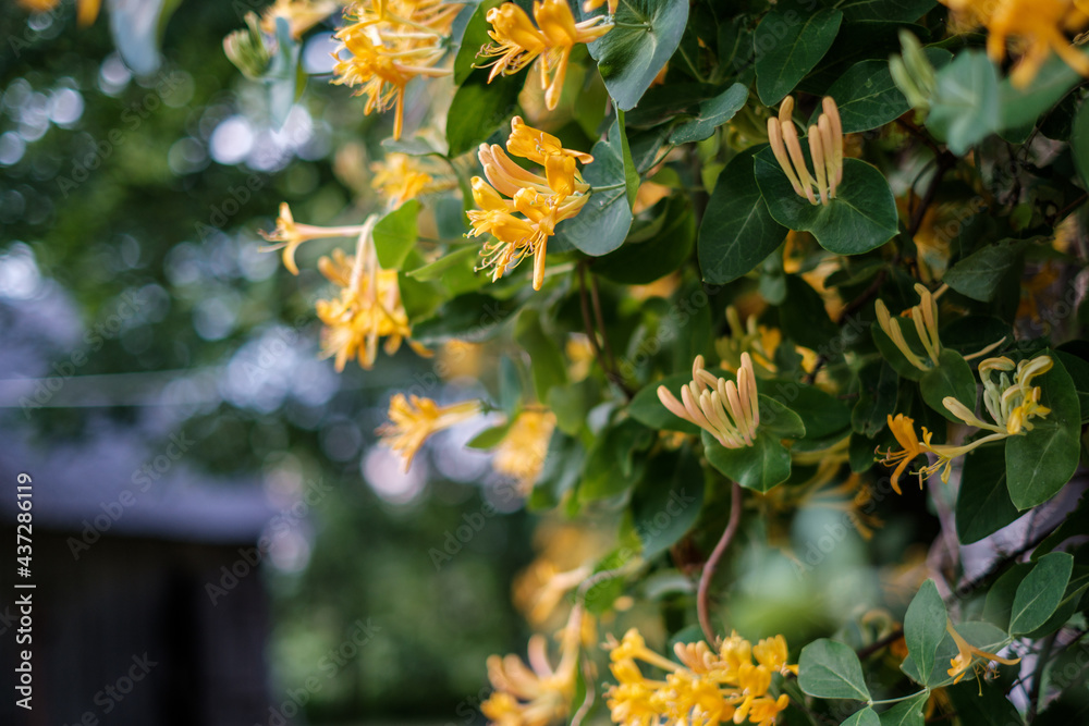 country garden bush blooming with yellow flowers country garden bush blooming with yellow flowers