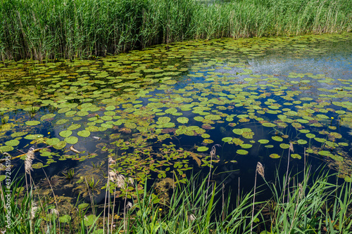 small rural pond with grass and reflections in water photo