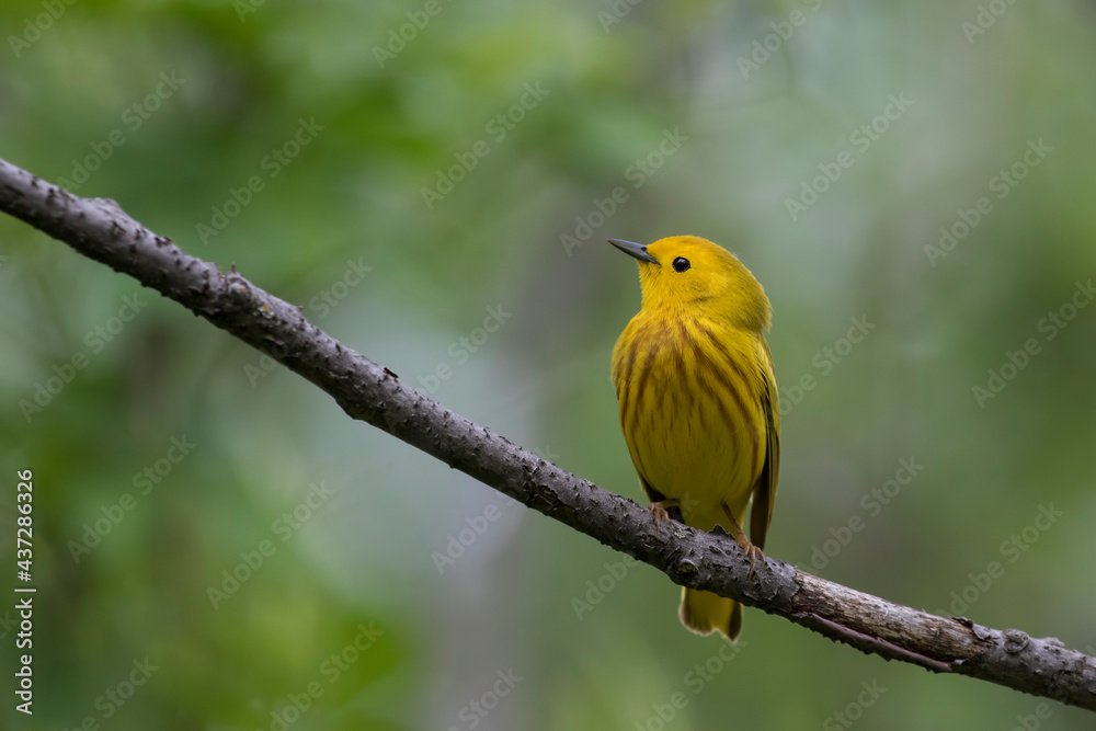 Male yellow warbler (Setophaga petechia) 