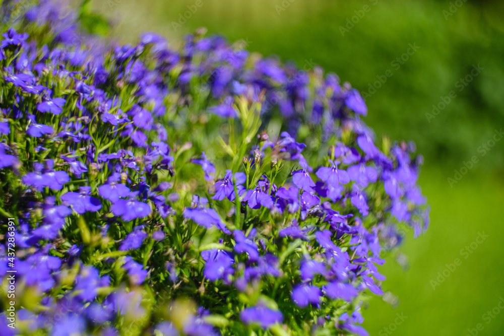 unspecified blue flowers blooming in spring garden unspecified blue flowers blooming in spring garden