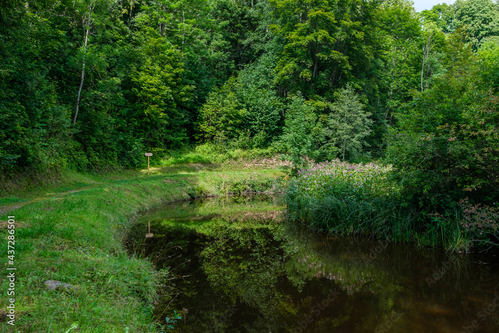 countryside forest river in summer with high grass and foliage countryside forest river in summer with high grass and foliage