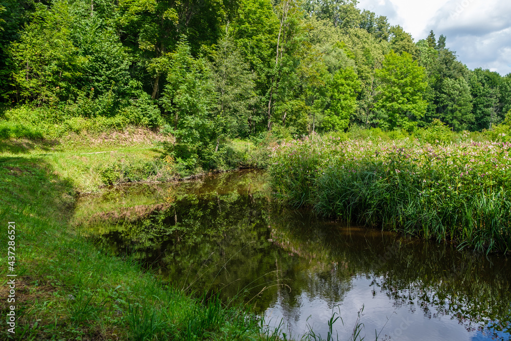 countryside forest river in summer with high grass and foliage countryside forest river in summer with high grass and foliage