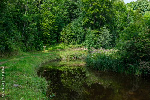 countryside forest river in summer with high grass and foliage