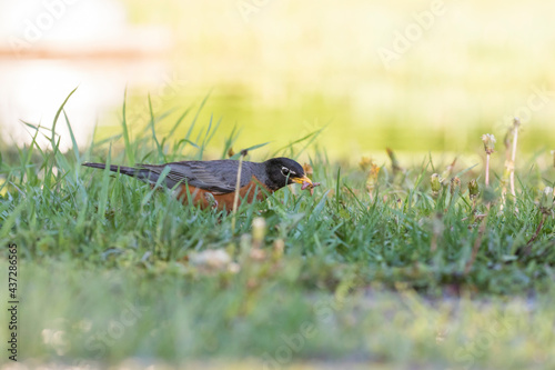 American robin (Turdus migratorius) eating worms