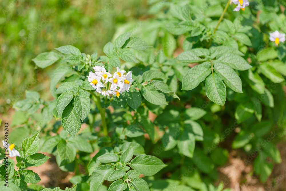 Potato plants with flowers grow in rows in a field