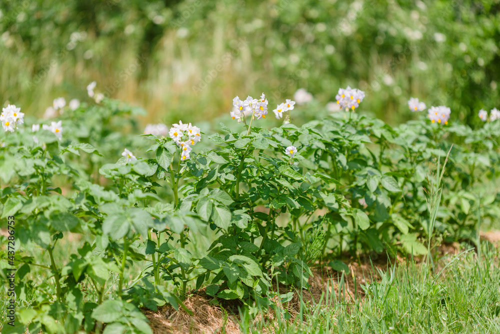 Potato plants with flowers grow in rows in a field