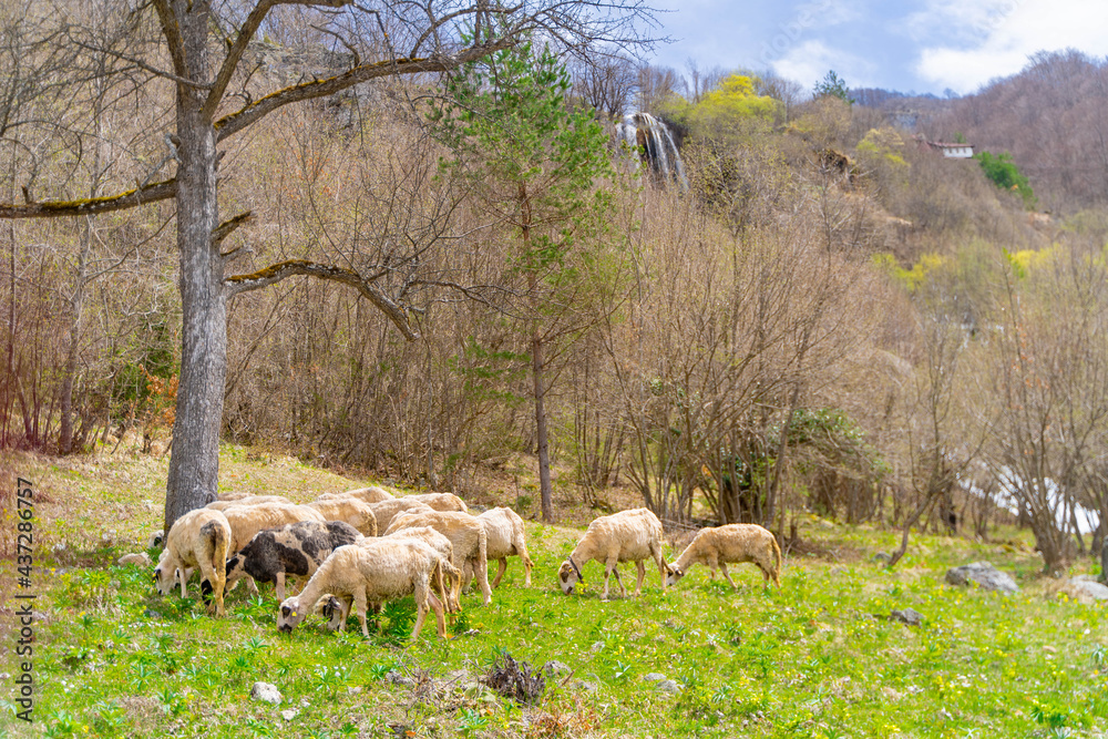 sheep grazing in the meadow sheep grazing in the meadow