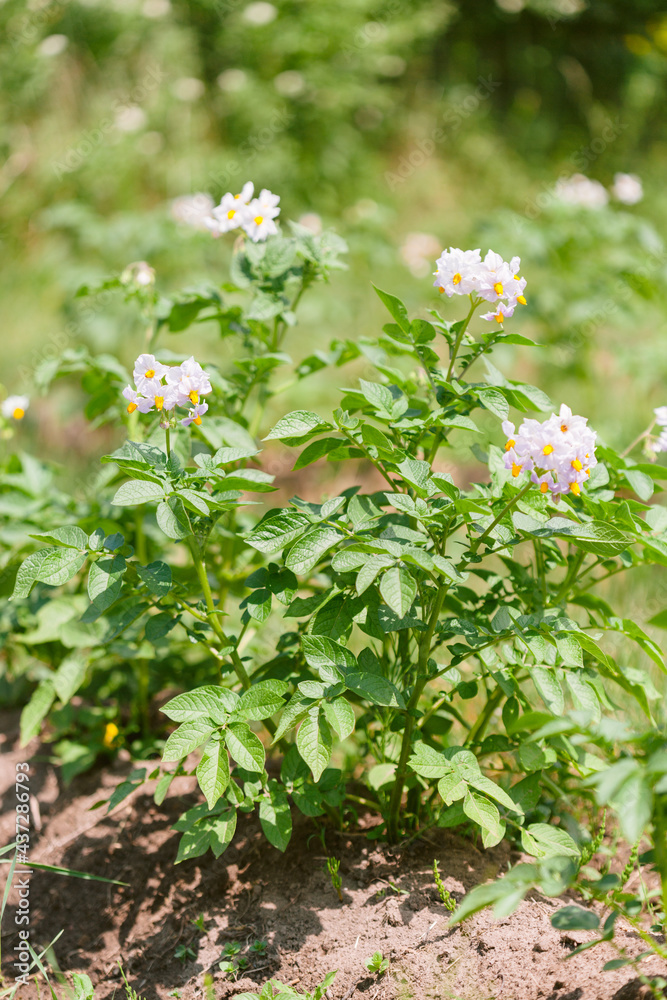 Potato plants with flowers grow in rows in a field
