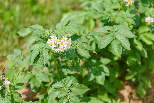 Obraz na płótnie Potato plants with flowers grow in rows in a field w salonie