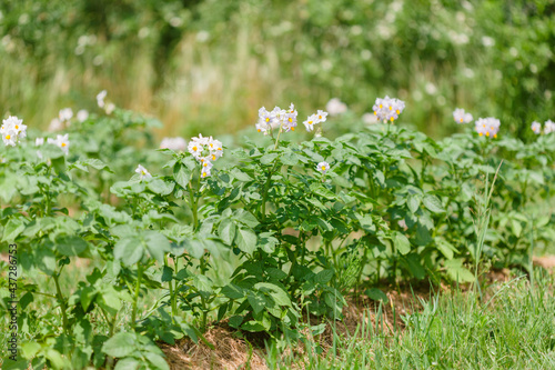 Obraz na płótnie Potato plants with flowers grow in rows in a field w salonie